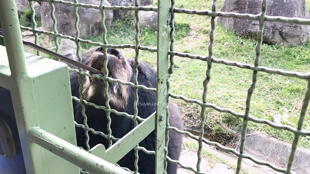｜日本九州8天7夜自駕親子遊｜九州自然動物園♥自駕參觀動物園/Jungle bus叢林巴士/餵食獅子超刺激