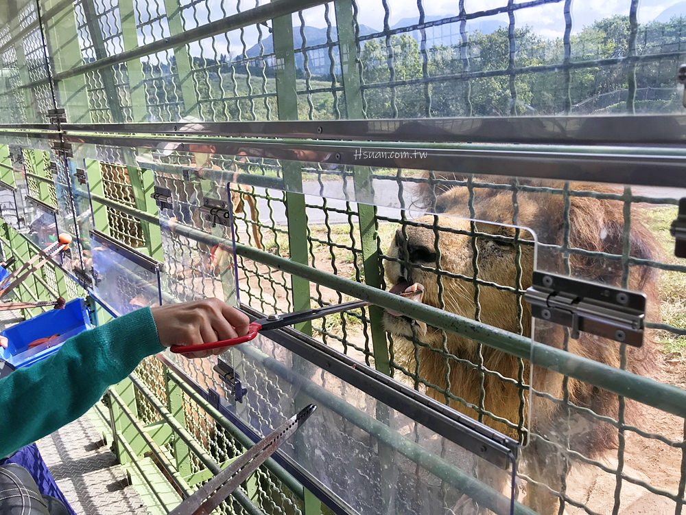 ｜日本九州8天7夜自駕親子遊｜九州自然動物園♥自駕參觀動物園/Jungle bus叢林巴士/餵食獅子超刺激