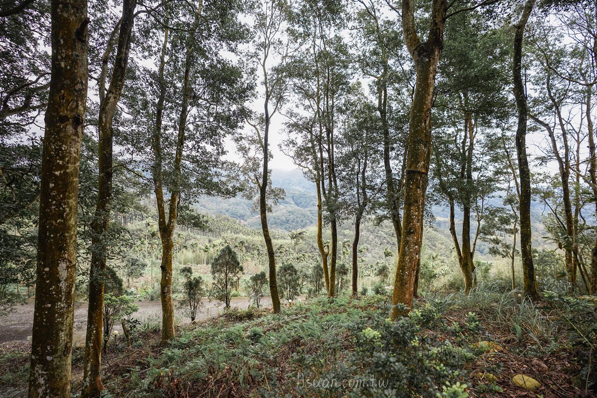 ｜苗栗包棟住宿｜尋路苗栗綠波浪/親子包棟民宿/森林渡假民宿/苗栗包棟villa