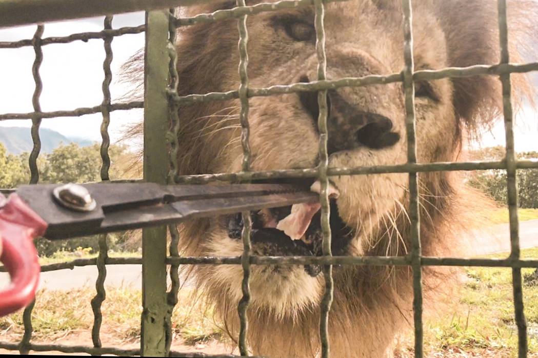 ｜日本九州8天7夜自駕親子遊｜九州自然動物園♥自駕參觀動物園/Jungle bus叢林巴士/餵食獅子超刺激