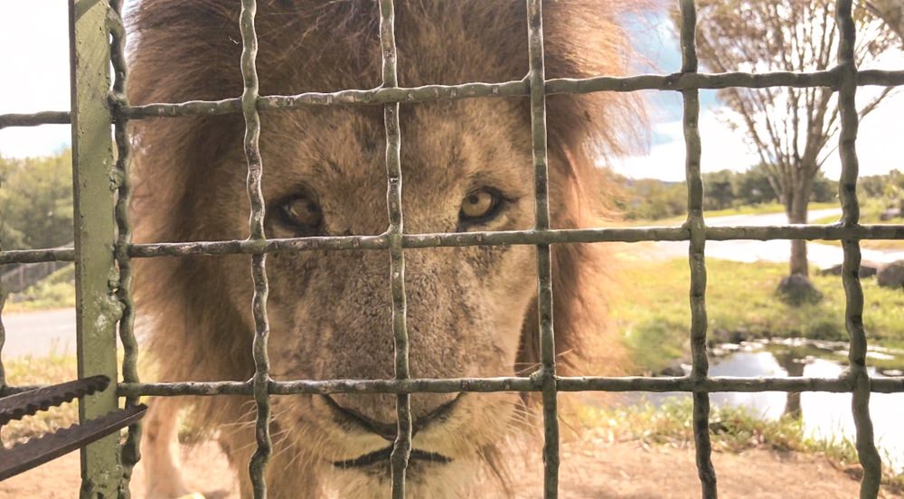 ｜日本九州8天7夜自駕親子遊｜九州自然動物園♥自駕參觀動物園/Jungle bus叢林巴士/餵食獅子超刺激