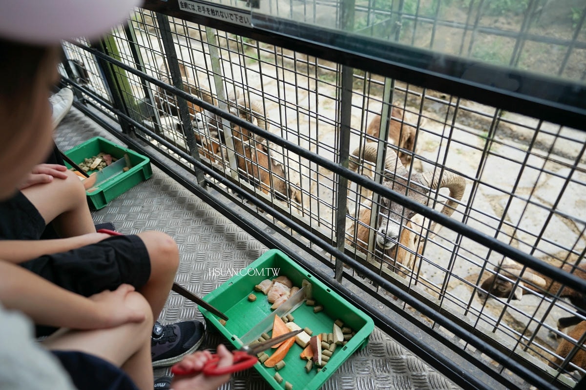 ｜日本九州8天7夜自駕親子遊｜九州自然動物園♥自駕參觀動物園/Jungle bus叢林巴士/餵食獅子超刺激