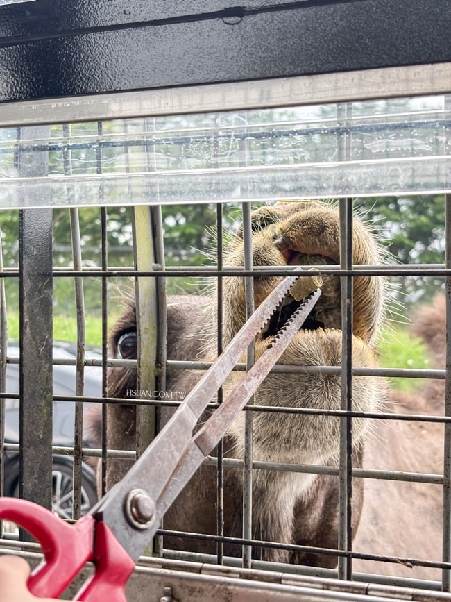 ｜日本九州8天7夜自駕親子遊｜九州自然動物園♥自駕參觀動物園/Jungle bus叢林巴士/餵食獅子超刺激