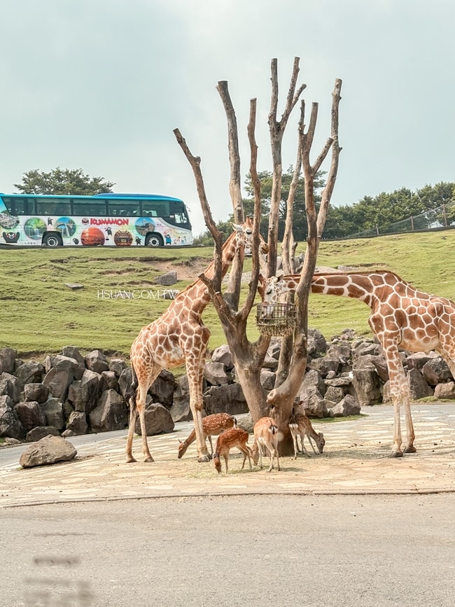 ｜日本九州8天7夜自駕親子遊｜九州自然動物園♥自駕參觀動物園/Jungle bus叢林巴士/餵食獅子超刺激