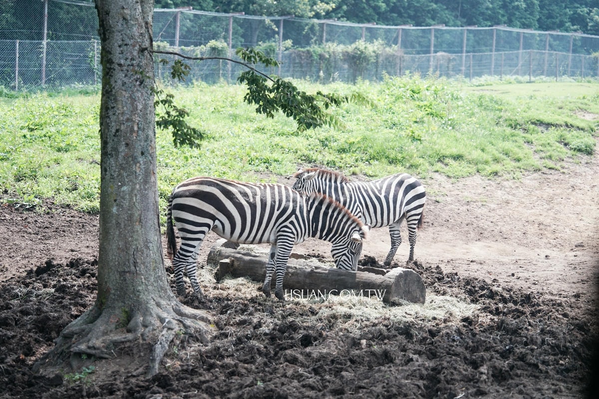 ｜日本九州8天7夜自駕親子遊｜九州自然動物園♥自駕參觀動物園/Jungle bus叢林巴士/餵食獅子超刺激