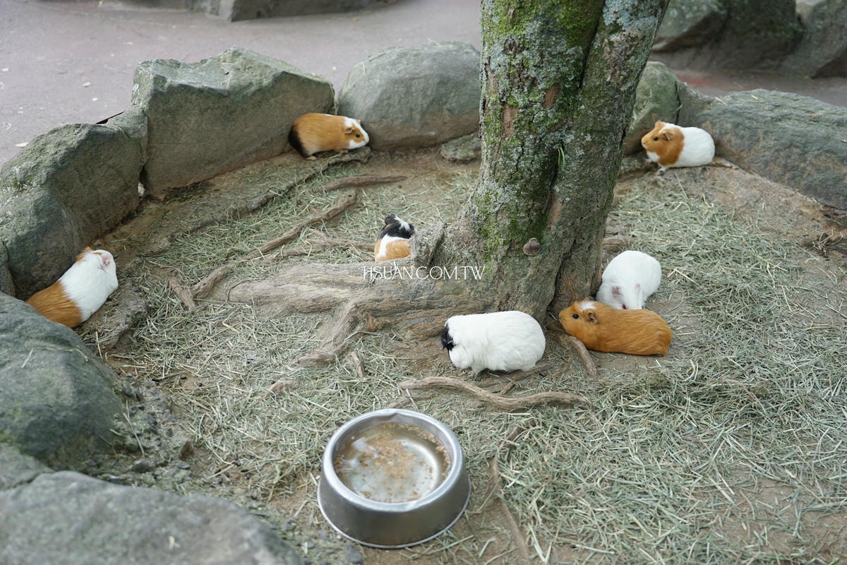 ｜日本九州8天7夜自駕親子遊｜九州自然動物園♥自駕參觀動物園/Jungle bus叢林巴士/餵食獅子超刺激