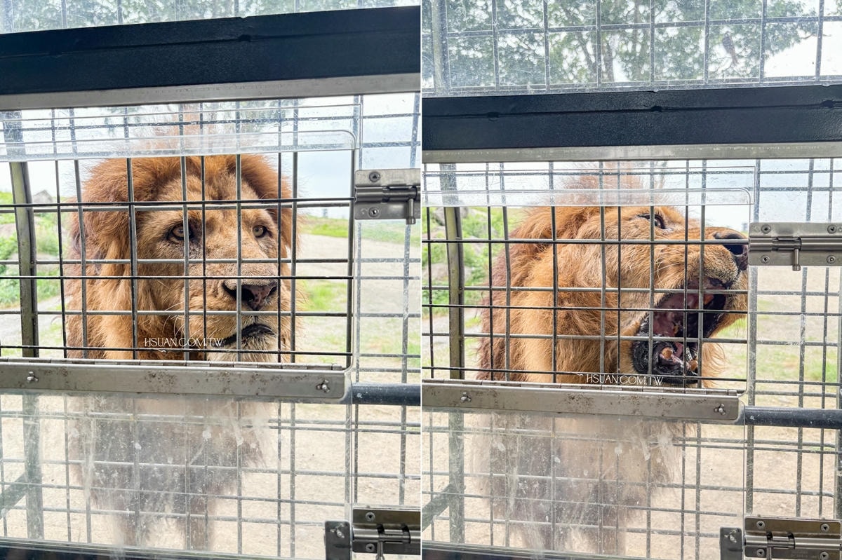 ｜日本九州8天7夜自駕親子遊｜九州自然動物園♥自駕參觀動物園/Jungle bus叢林巴士/餵食獅子超刺激