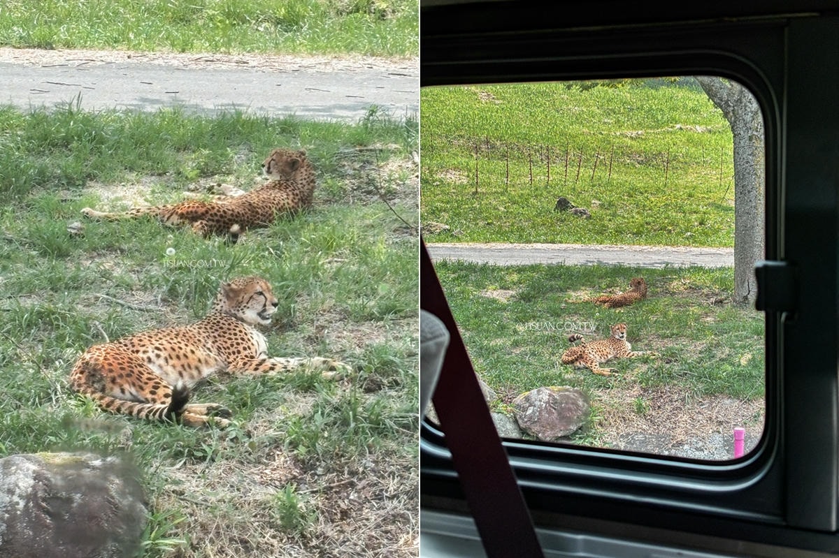 ｜日本九州8天7夜自駕親子遊｜九州自然動物園♥自駕參觀動物園/Jungle bus叢林巴士/餵食獅子超刺激