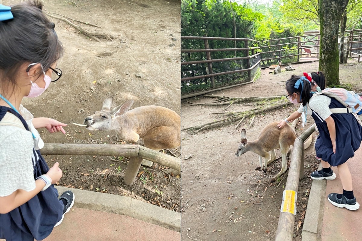 ｜日本九州8天7夜自駕親子遊｜九州自然動物園♥自駕參觀動物園/Jungle bus叢林巴士/餵食獅子超刺激