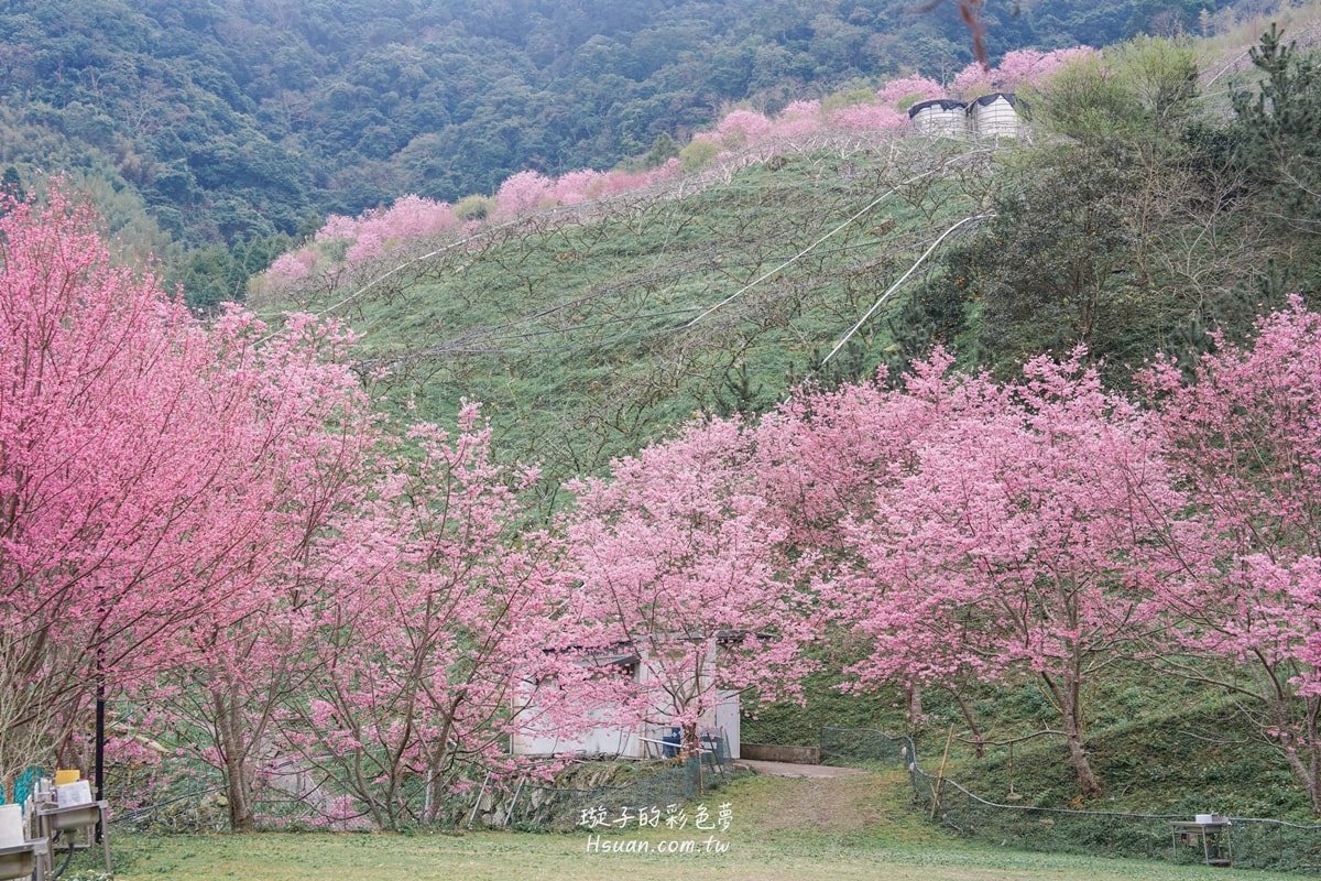 |新竹尖石|八五山甜柿森林露營區♥新竹賞櫻秘境分享/路況很好路程也不遠 - 第30張圖 |新竹尖石|八五山甜柿森林露營區♥新竹賞櫻秘境分享/路況很好路程也不遠
