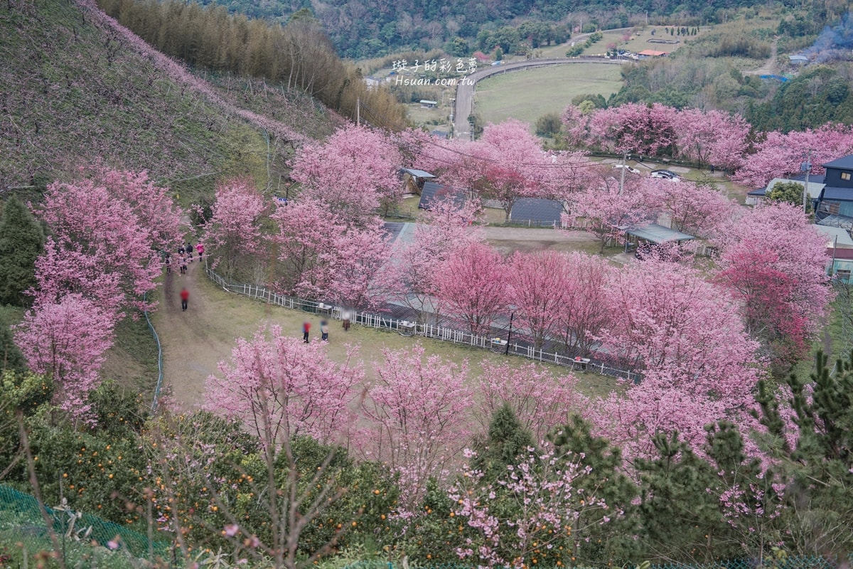 |新竹尖石|八五山甜柿森林露營區♥新竹賞櫻秘境分享/路況很好路程也不遠 - 第31張圖 |新竹尖石|八五山甜柿森林露營區♥新竹賞櫻秘境分享/路況很好路程也不遠