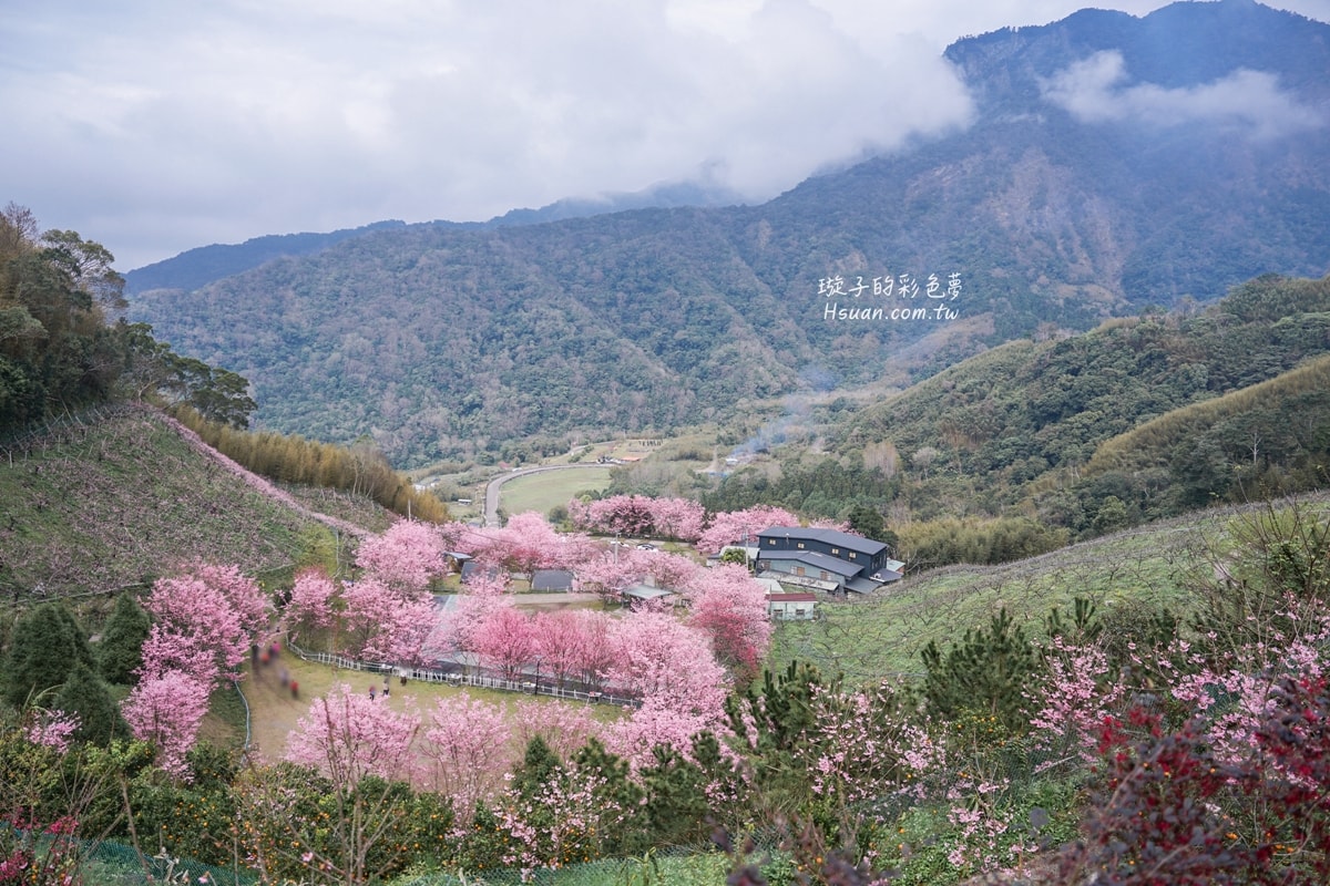 |新竹尖石|八五山甜柿森林露營區♥新竹賞櫻秘境分享/路況很好路程也不遠 - 第32張圖 |新竹尖石|八五山甜柿森林露營區♥新竹賞櫻秘境分享/路況很好路程也不遠